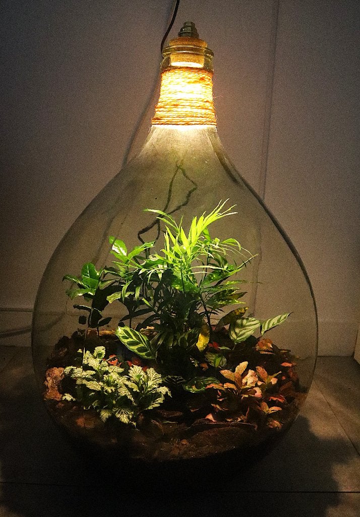 XXL Ecosysteem/planten terrarium/flessentuin met lamp, Ophalen, In pot, Halfschaduw, Minder dan 100 cm
