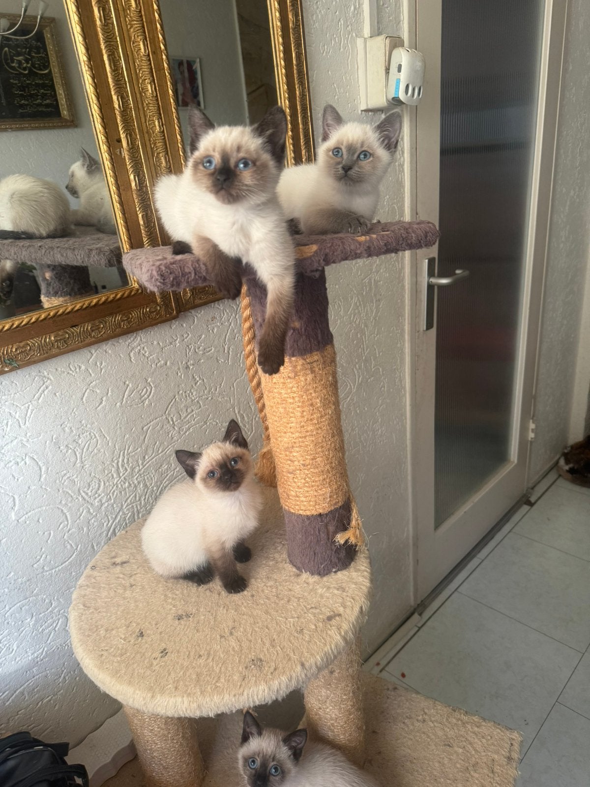 4 kittens half siammes en half kort brithich hair te koop, Meerdere dieren