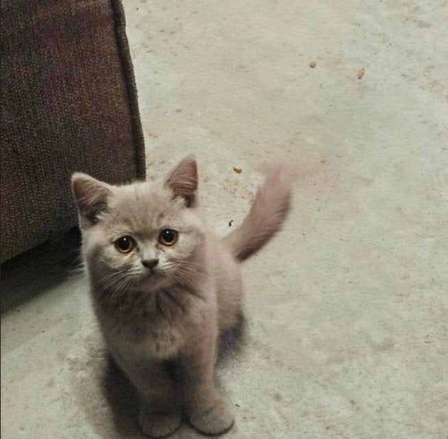 Prachtige witte en lilac Britse Korthaar Kittens, Dieren en Toebehoren, Katten en Kittens | Raskatten | Korthaar, Meerdere dieren