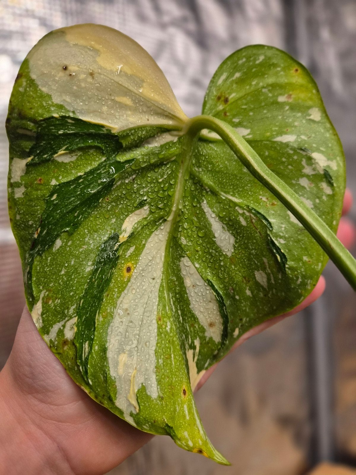 Monstera Deliciosa Thai Constellation Medusa Varigated, Overige soorten, In pot, Minder dan 100 cm, Bloeiende kamerplant