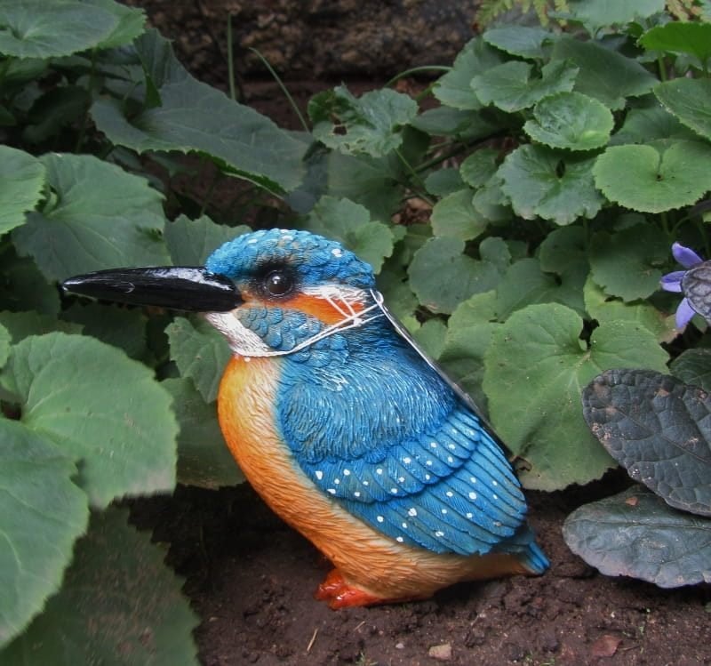 IJSVOGELTJE - THE BEAUTY....(XS), Verzenden, Nieuw