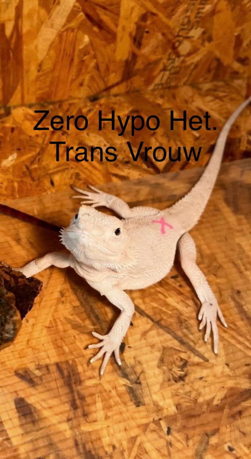 Zero Hypo het. Trans vrouw – Baardagaam NK 2026 Bearded Dragon - female for sale from B.S.