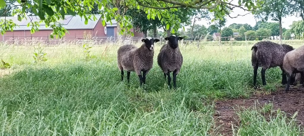 Romanov rammen en ooien, Dieren en Toebehoren, Schapen, Geiten en Varkens, Meerdere dieren, Schaap, 0 tot 2 jaar