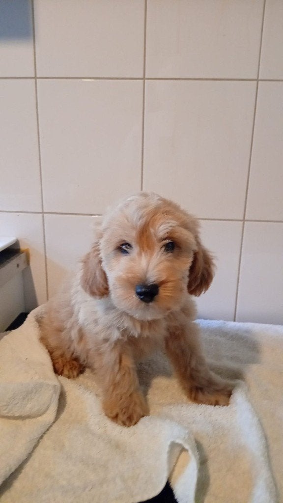prachtige labradoodle puppy 1REUTJE, Nederland, Overige rassen, 8 tot 15 weken, Meerdere