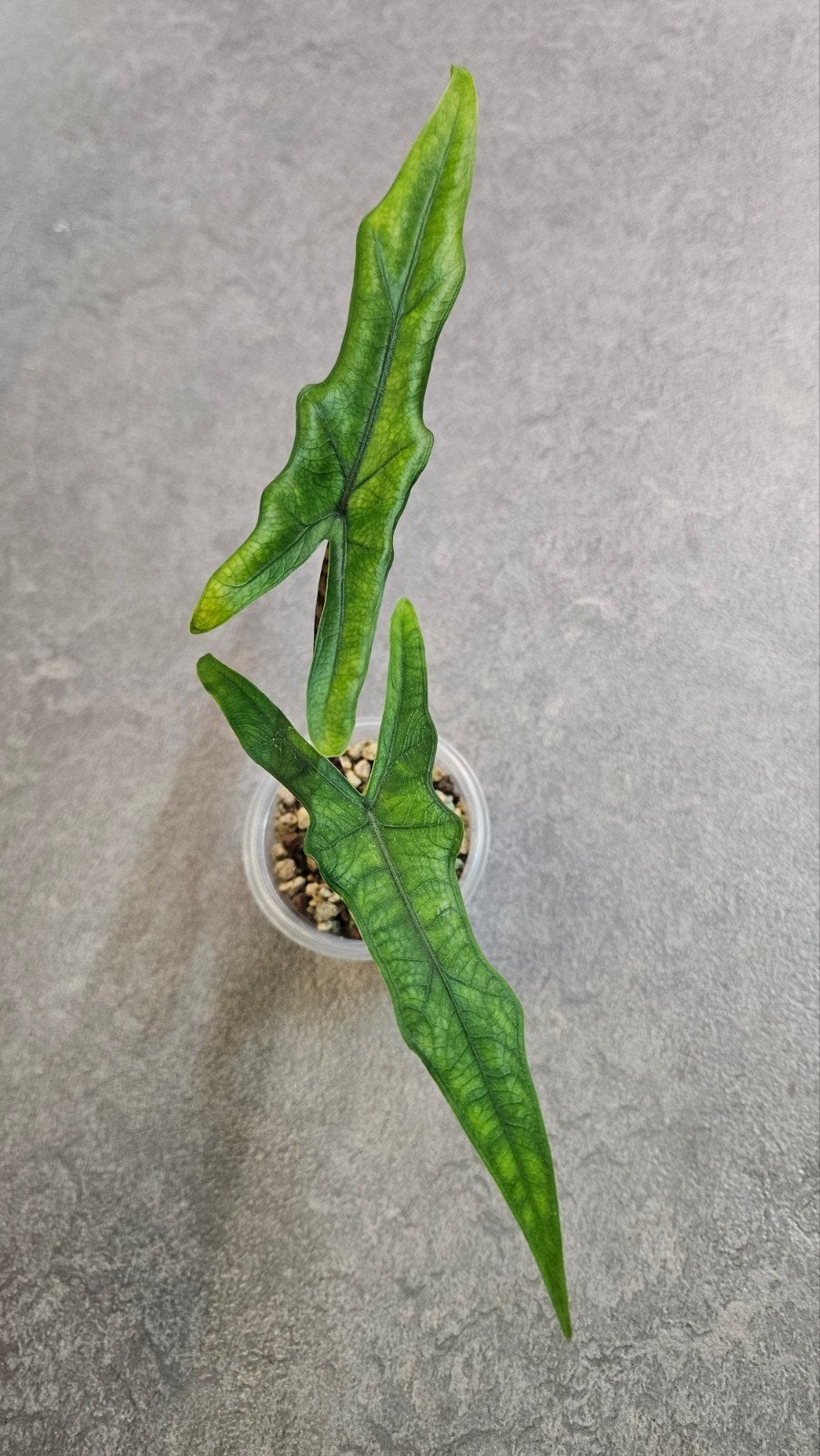 Alocasia Sabrina Narrow, Ophalen of Verzenden, Halfschaduw, Minder dan 100 cm