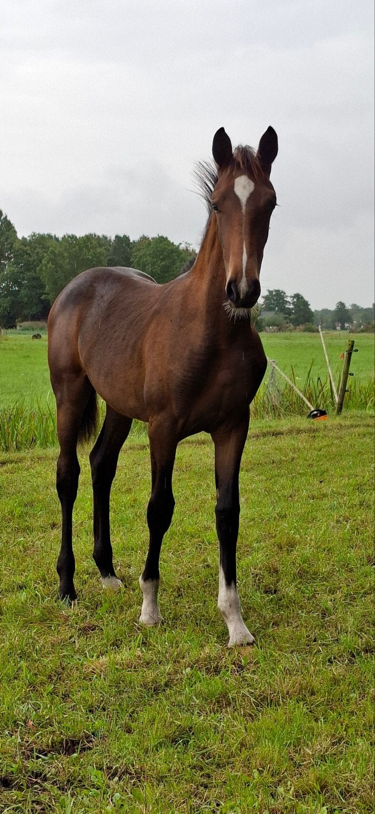 te koop luxe merrieveulen, Dieren en Toebehoren, Merrie, Minder dan 160 cm, Met stamboom, Niet van toepassing