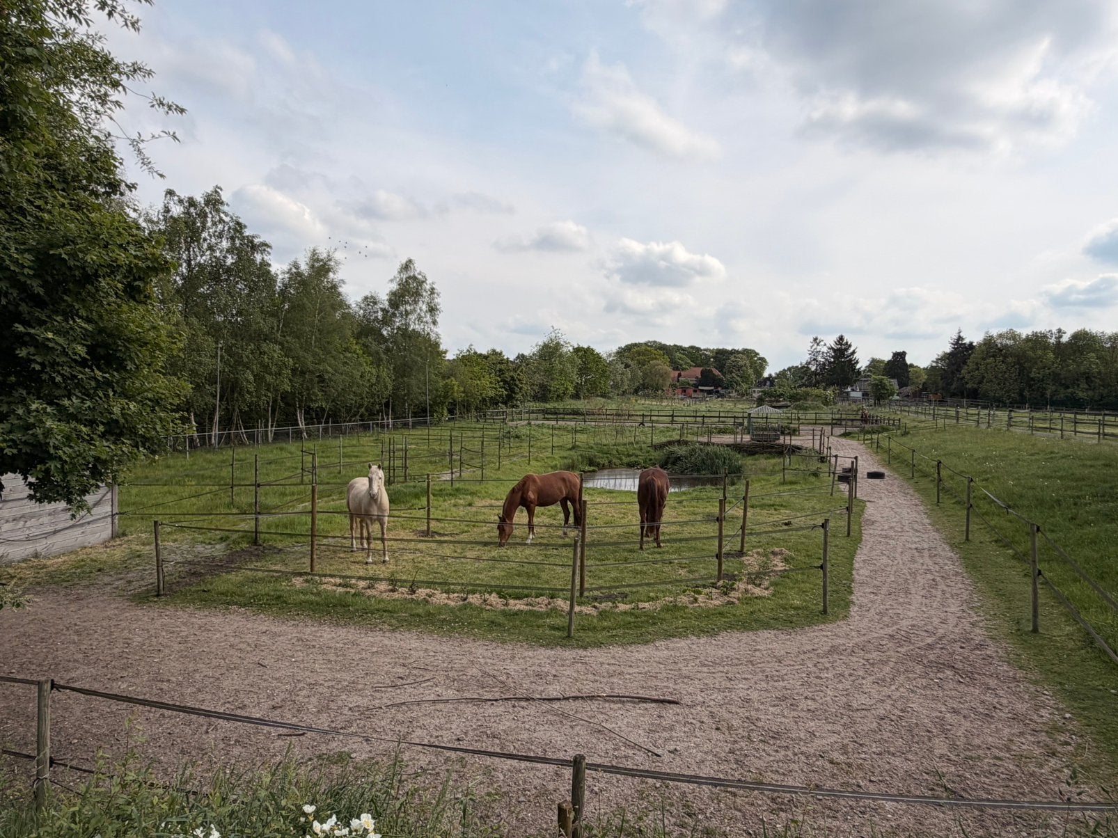 Kleinschalig paddock paradise, Weidegang, 1 paard of pony