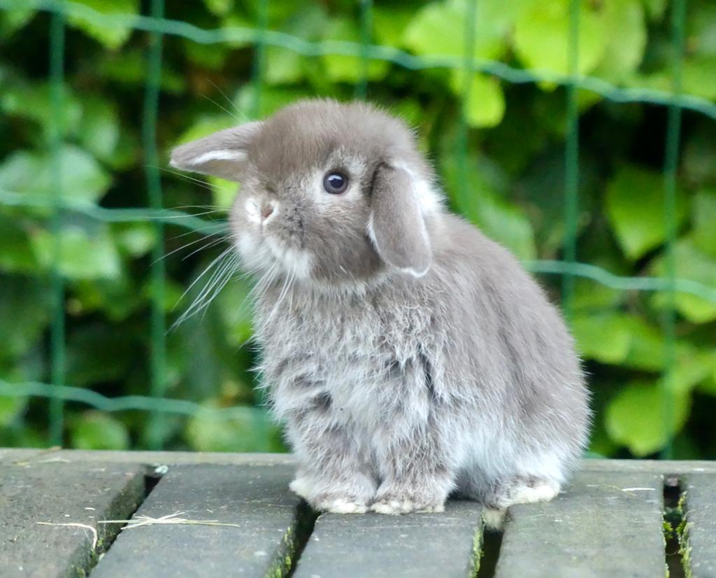 Mooi en tam Nederlandse hangoordwerg konijntje (nhd)!, Dieren en Toebehoren, Konijnen, Mannelijk, Dwerg, Hangoor, 0 tot 2 jaar