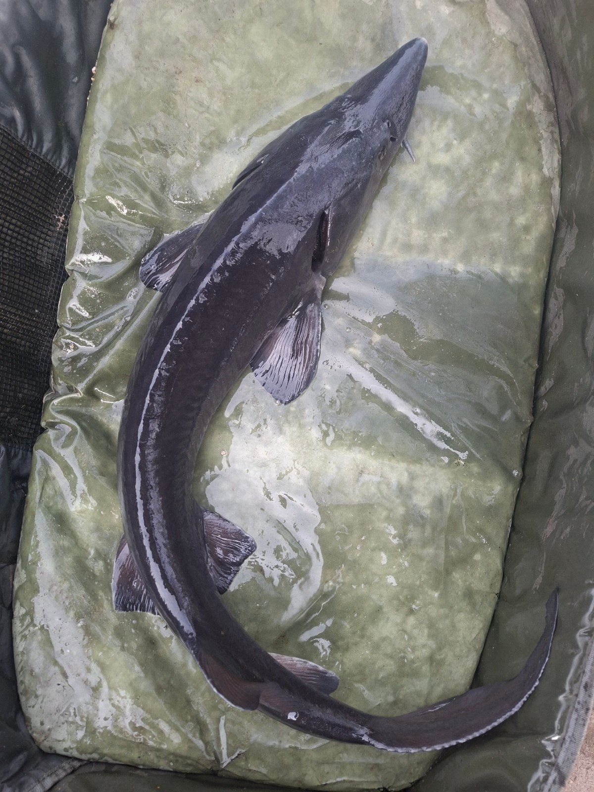 Steur ten minste 100cm siberische steur, Dieren en Toebehoren, Steur