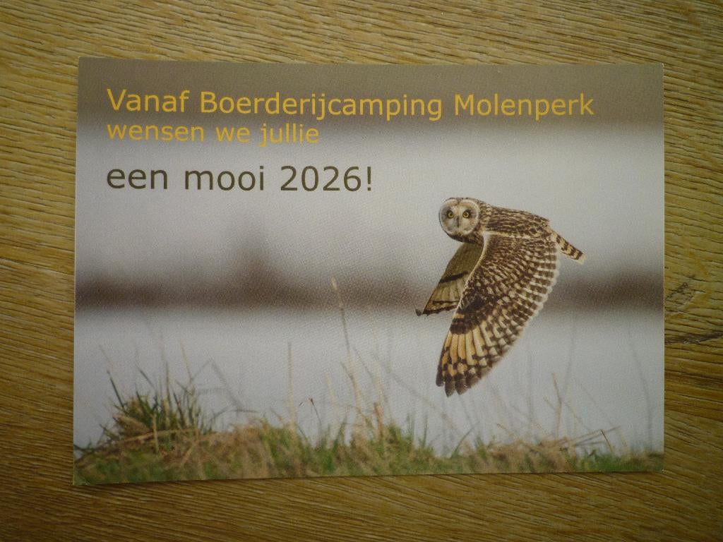 Velduil uilen vogels, Ophalen of Verzenden, Voor 1920, Vogel