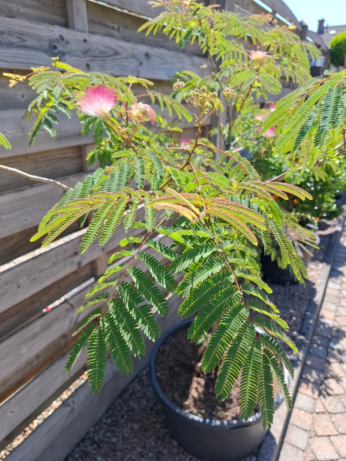 jullibrissen slaapboom, Ophalen, Overige soorten, Volle zon