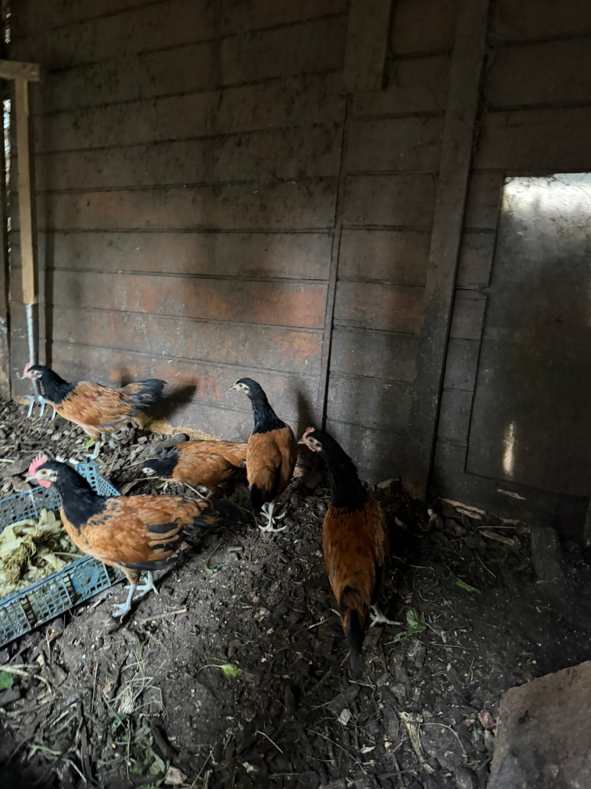 Vorwerk kriel kippen, Dieren en Toebehoren, Pluimvee, Vrouwelijk, Kip