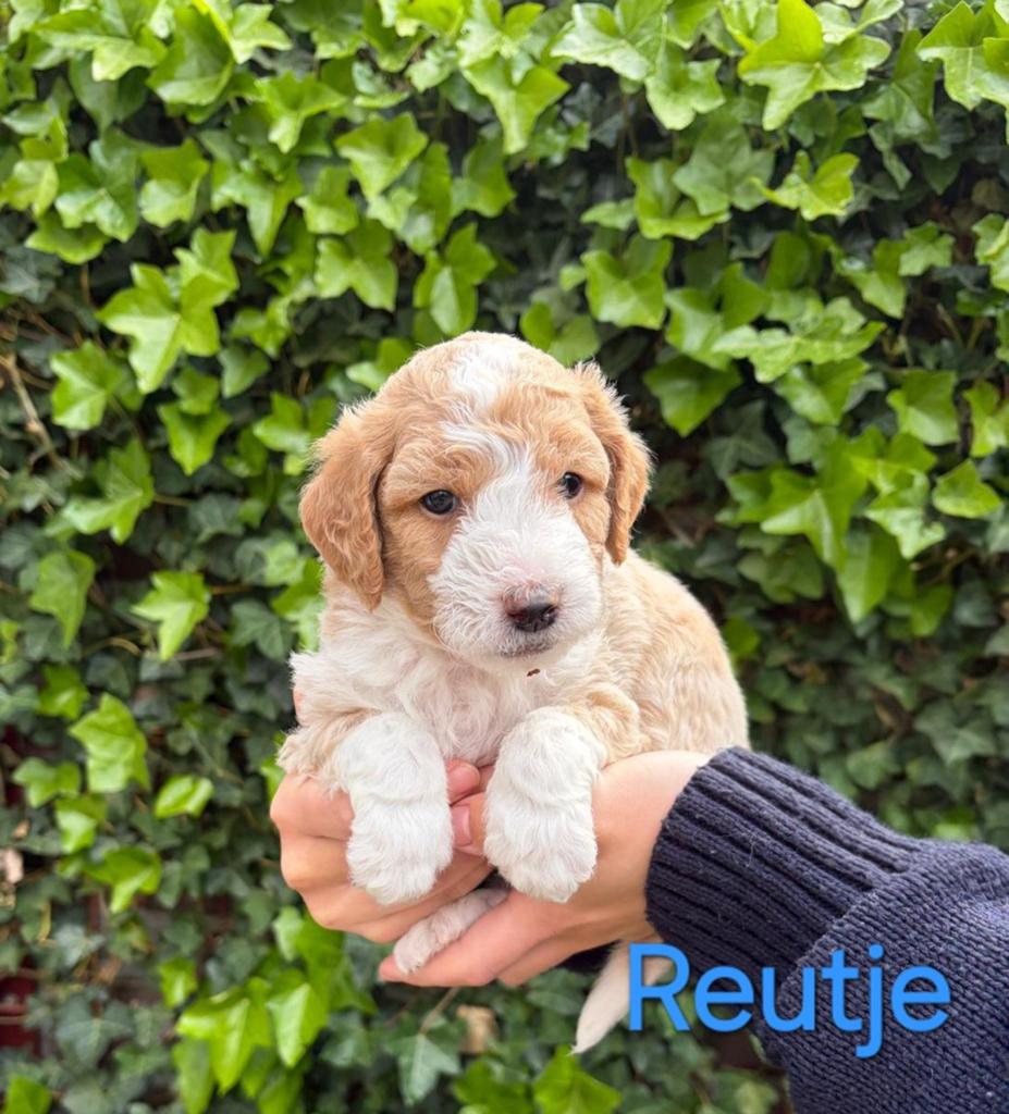 Prachtige labradoodle pups mini / medium, Overige rassen, 8 tot 15 weken, Meerdere dieren, Eén hond