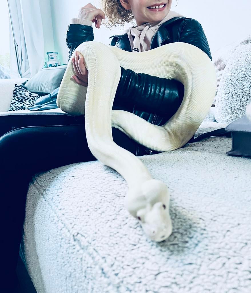 Albino Boa constrictor + compleet terrarium 200x80x100 Boa Constrictor - unknown for sale from JV