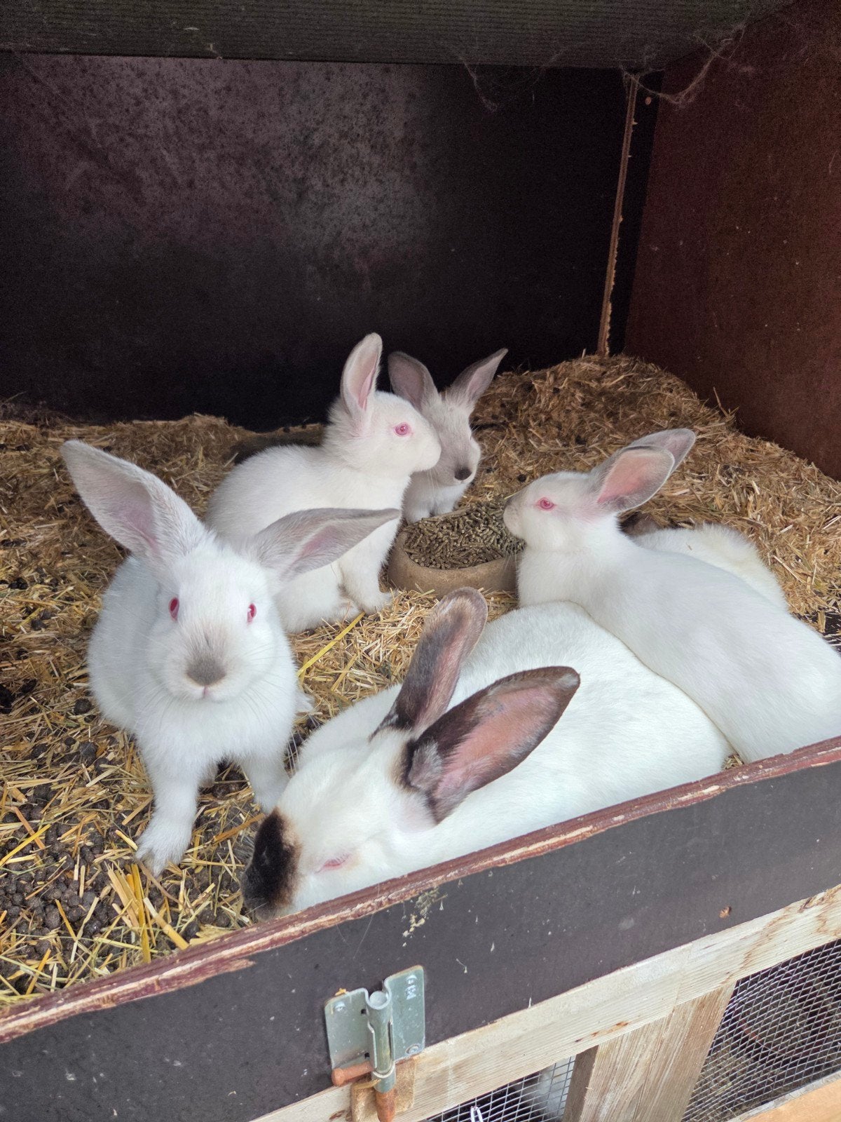 Mooie jonge californian konijnen, Dieren en Toebehoren, Geslacht onbekend, Middelgroot, 0 tot 2 jaar