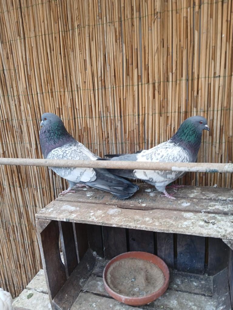Te koop een koppel cauchois, Meerdere dieren, Overige soorten
