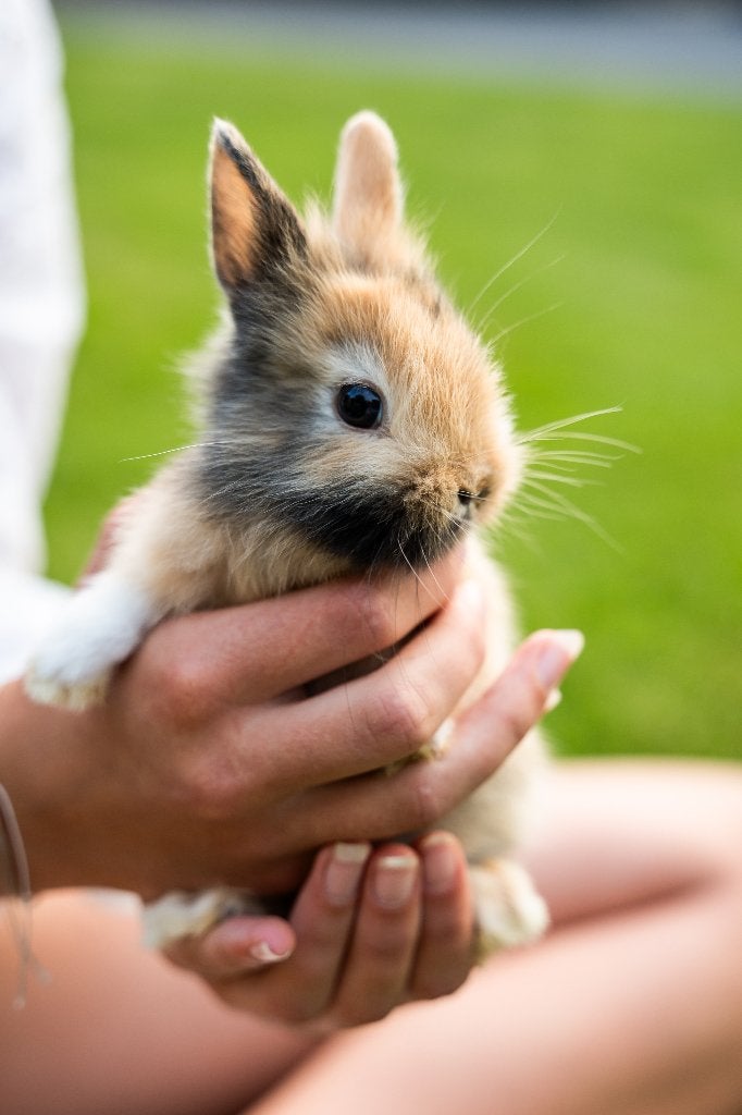 Konijnen, Dieren en Toebehoren, Konijnen, Meerdere dieren, Middelgroot, 0 tot 2 jaar