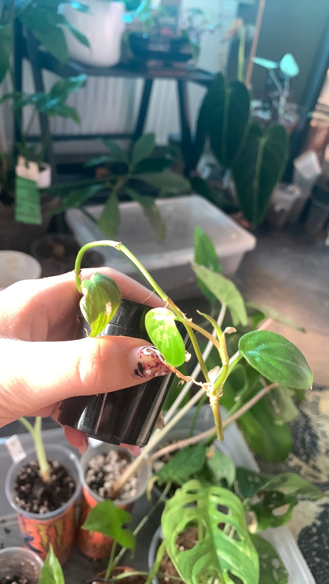 Philodendron micans, Ophalen