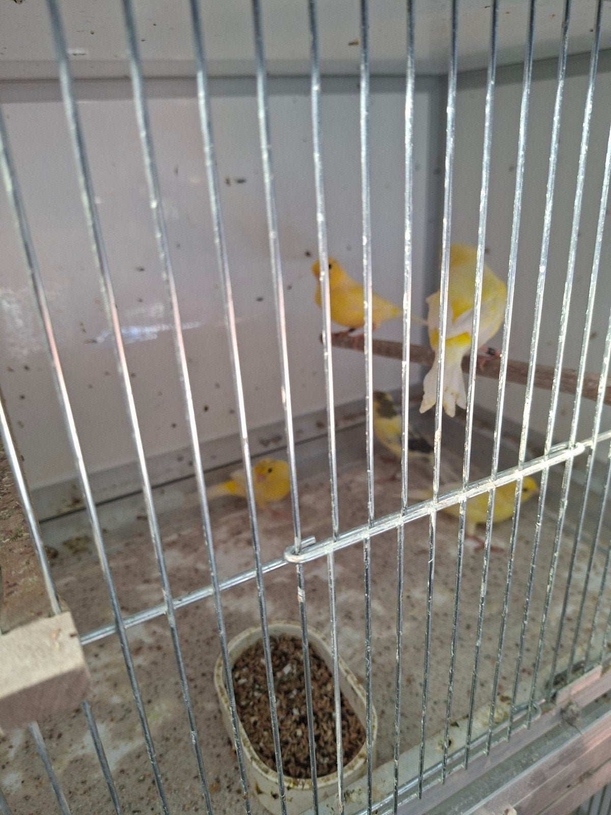 3 harzer kanaries, Dieren en Toebehoren