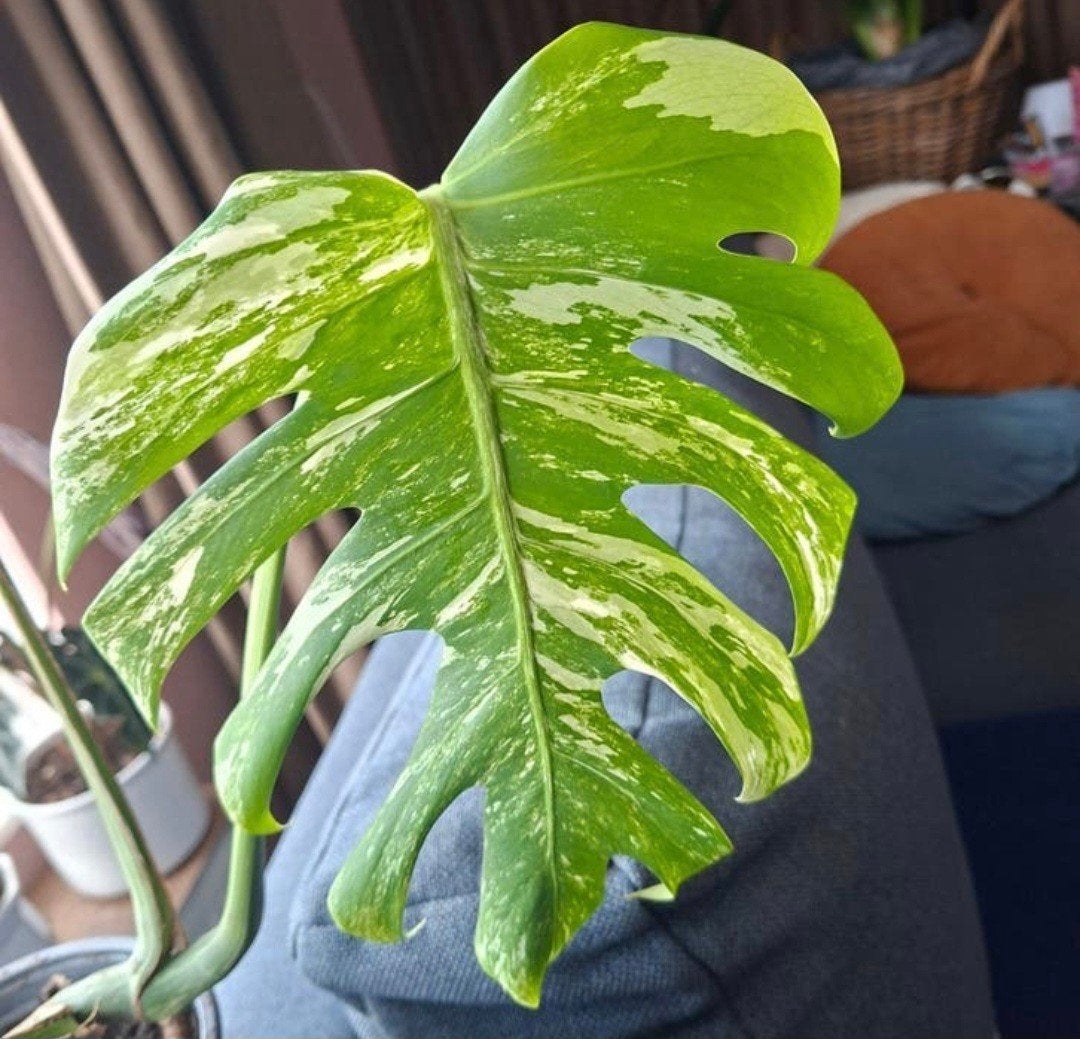 monstera Variegata stek ruilen voor lidcactus, Huis en Inrichting, Ophalen, Halfschaduw, Minder dan 100 cm