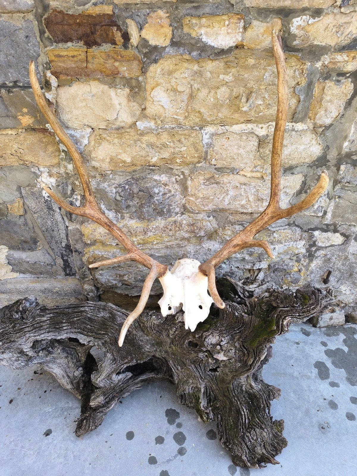 wapiti gewei, Verzamelen, Ophalen of Verzenden, Gebruikt, Hert, Gewei of Kop