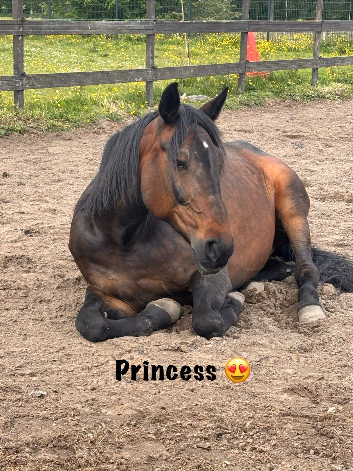 Mooie merrie, Dieren en Toebehoren, Paarden, Merrie, Recreatiepaard