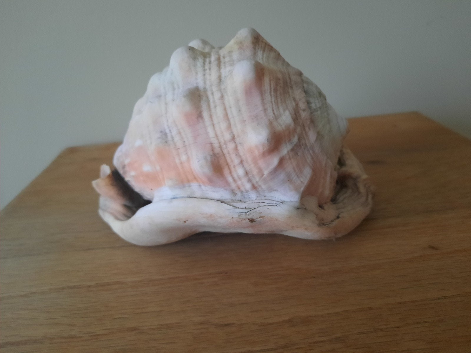 Grote decoratieve zeeschelp, cameeslak, Ophalen of Verzenden