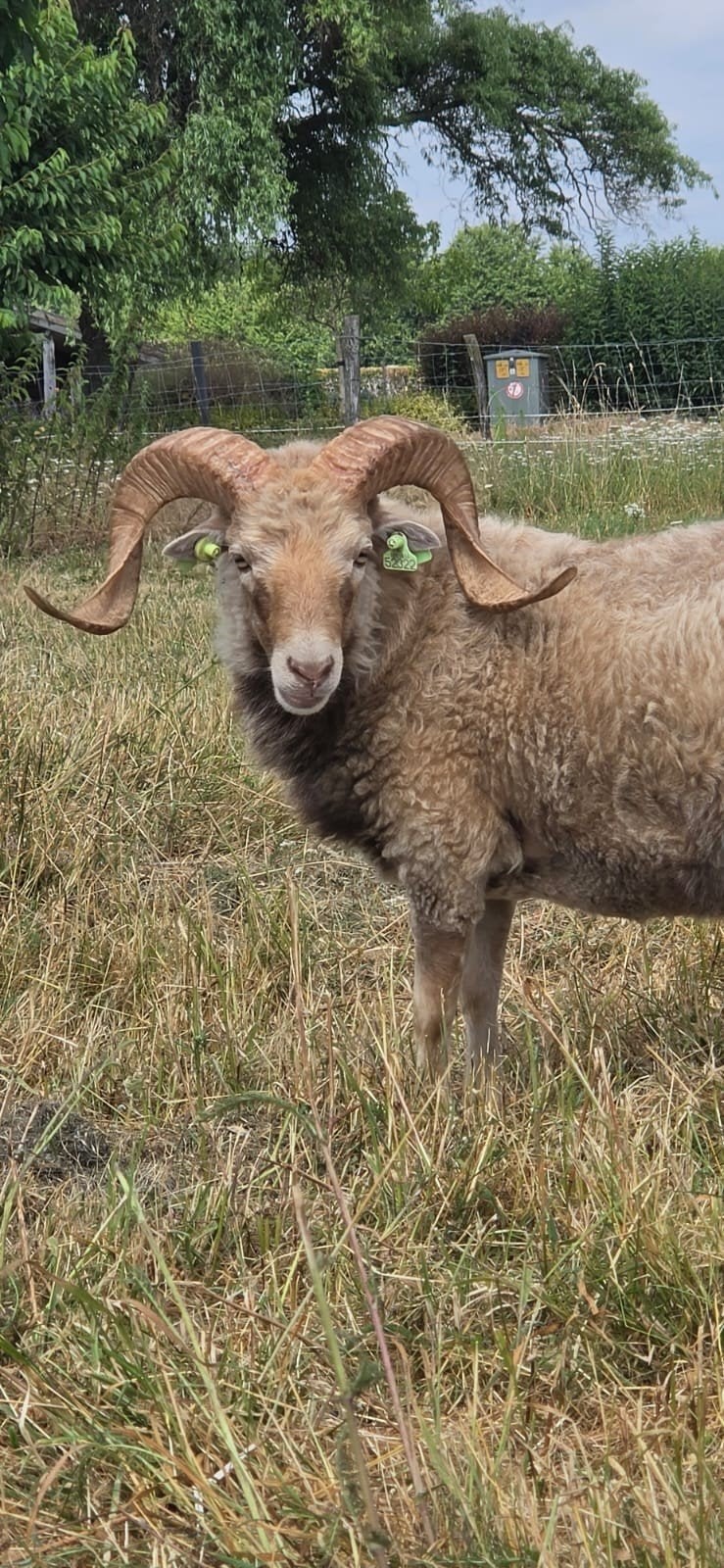 skudde dekram, Dieren en Toebehoren, Mannelijk, Schaap
