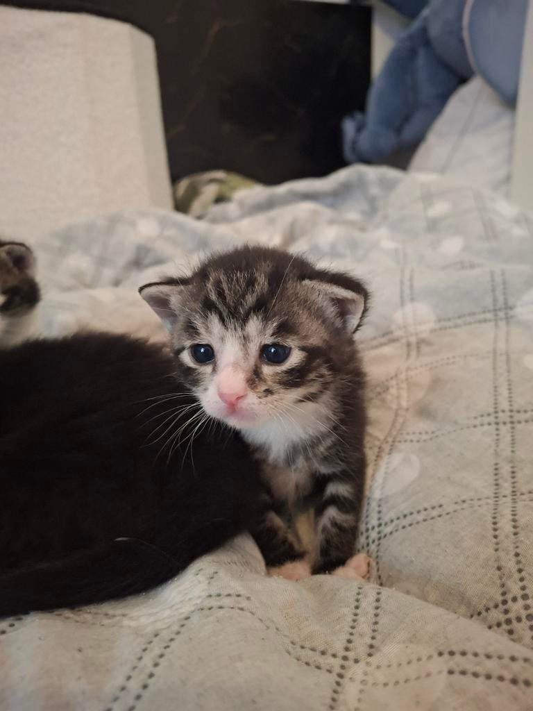 Prachtige kittens  €145 ze mag nu naar nieuwe huis😁, Meerdere dieren, Kortharig, 0 tot 2 jaar