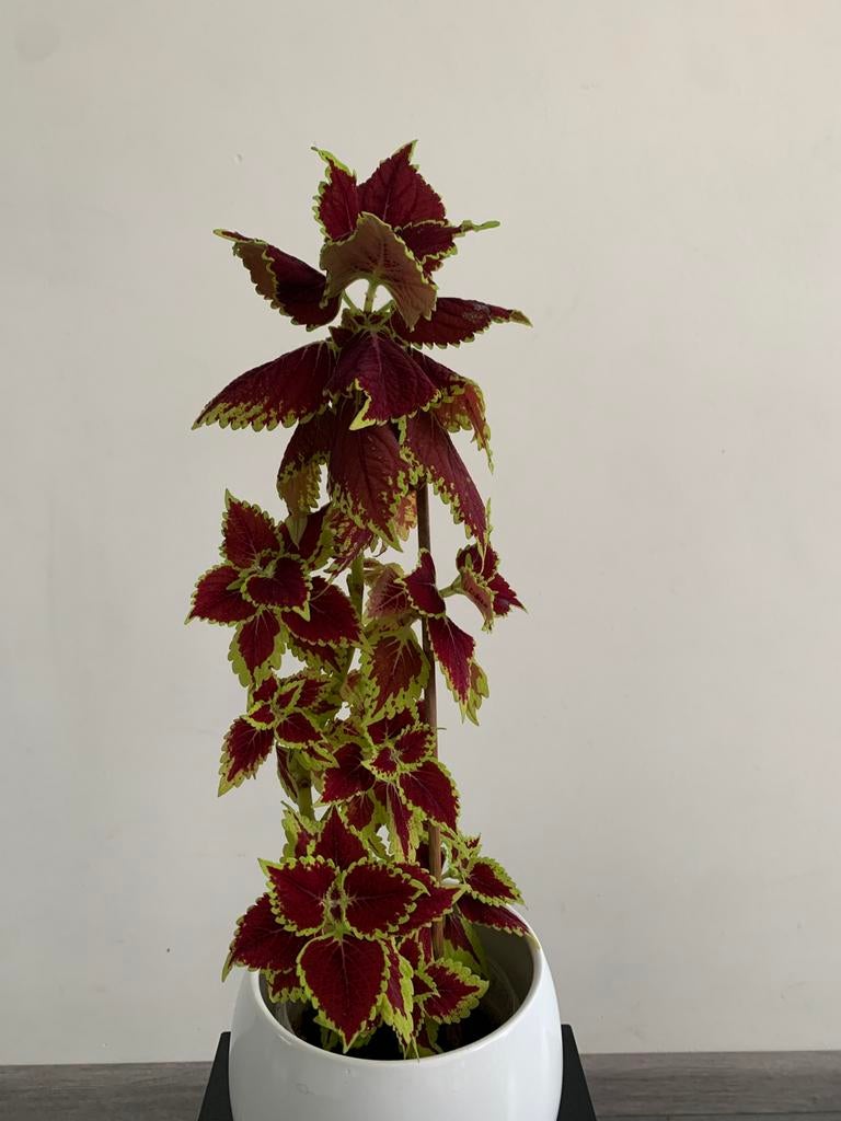 Coleus plant, Ophalen of Verzenden, Halfschaduw, Minder dan 100 cm
