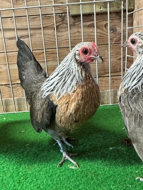 jonge Hollandse krielen zilverpatrijs, Dieren en Toebehoren, Pluimvee, Meerdere dieren, Kip