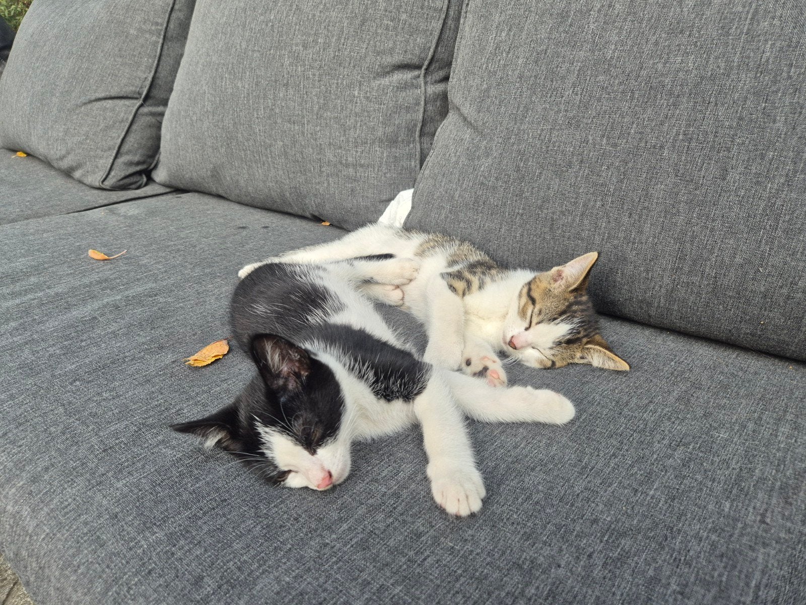 Kittens klaar om opgehaald te worden., Dieren en Toebehoren, Katten en Kittens | Overige Katten, Geslacht onbekend, Kortharig