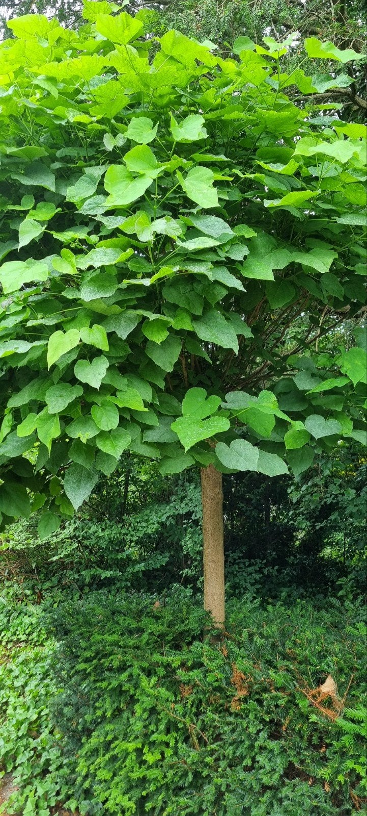 Bolcatalpa (Bolboom) 3 stuk - zelf uitgraven en meenemen, Tuin en Terras, 100 tot 250 cm, Zomer, Ophalen, Volle zon