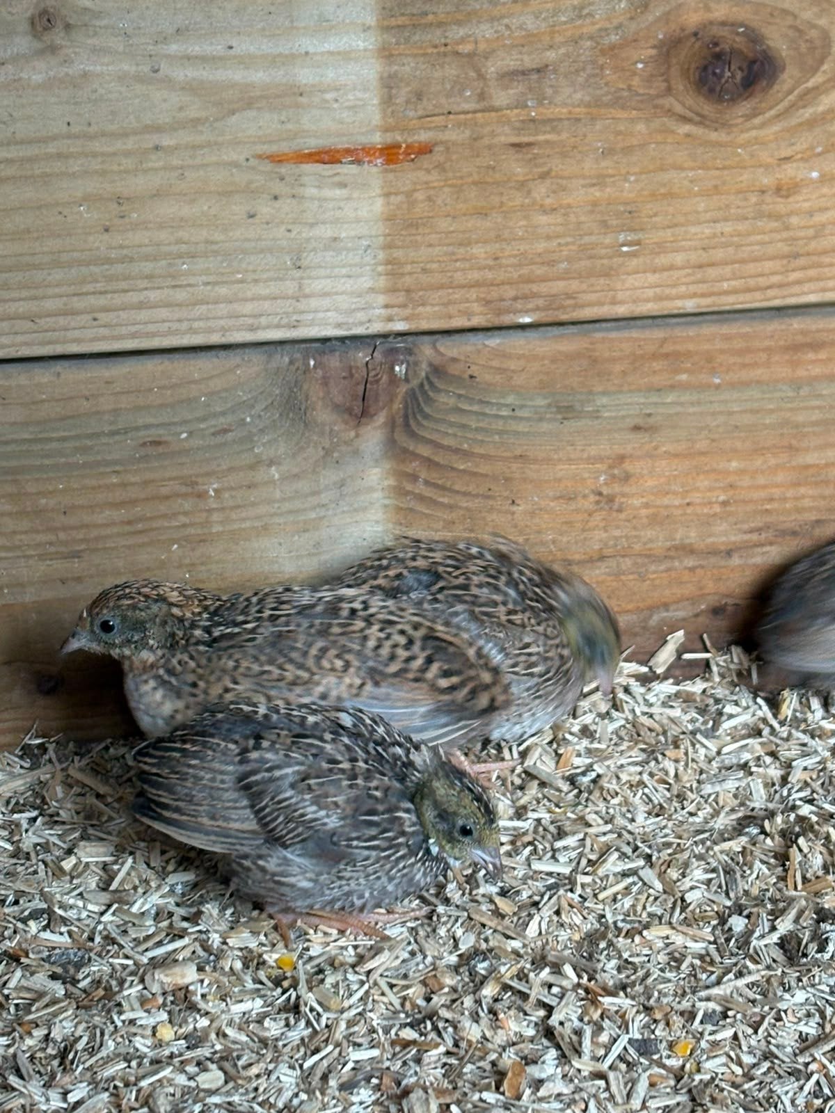 jonge chineese kwarteltjes, Dieren en Toebehoren, Vogels | Overige Vogels, Geslacht onbekend