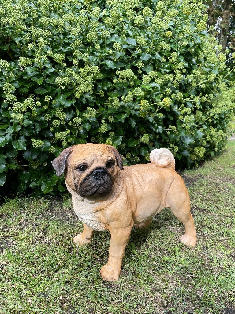 Tuinbeeld mops hondje staand, gazon, tuin 50cm, Ophalen, Nieuw, Kunststof, Dierenbeeld