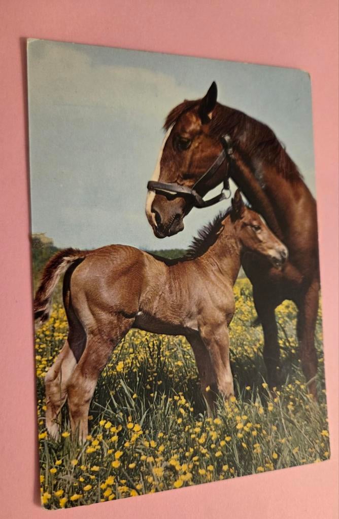 Donker bruin paard en veulen, Verzenden, Ongelopen, Paard