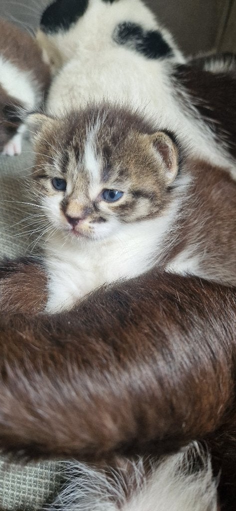 Kittens, Dieren en Toebehoren, Katten en Kittens | Raskatten | Korthaar, Meerdere dieren, Ontwormd, 0 tot 2 jaar