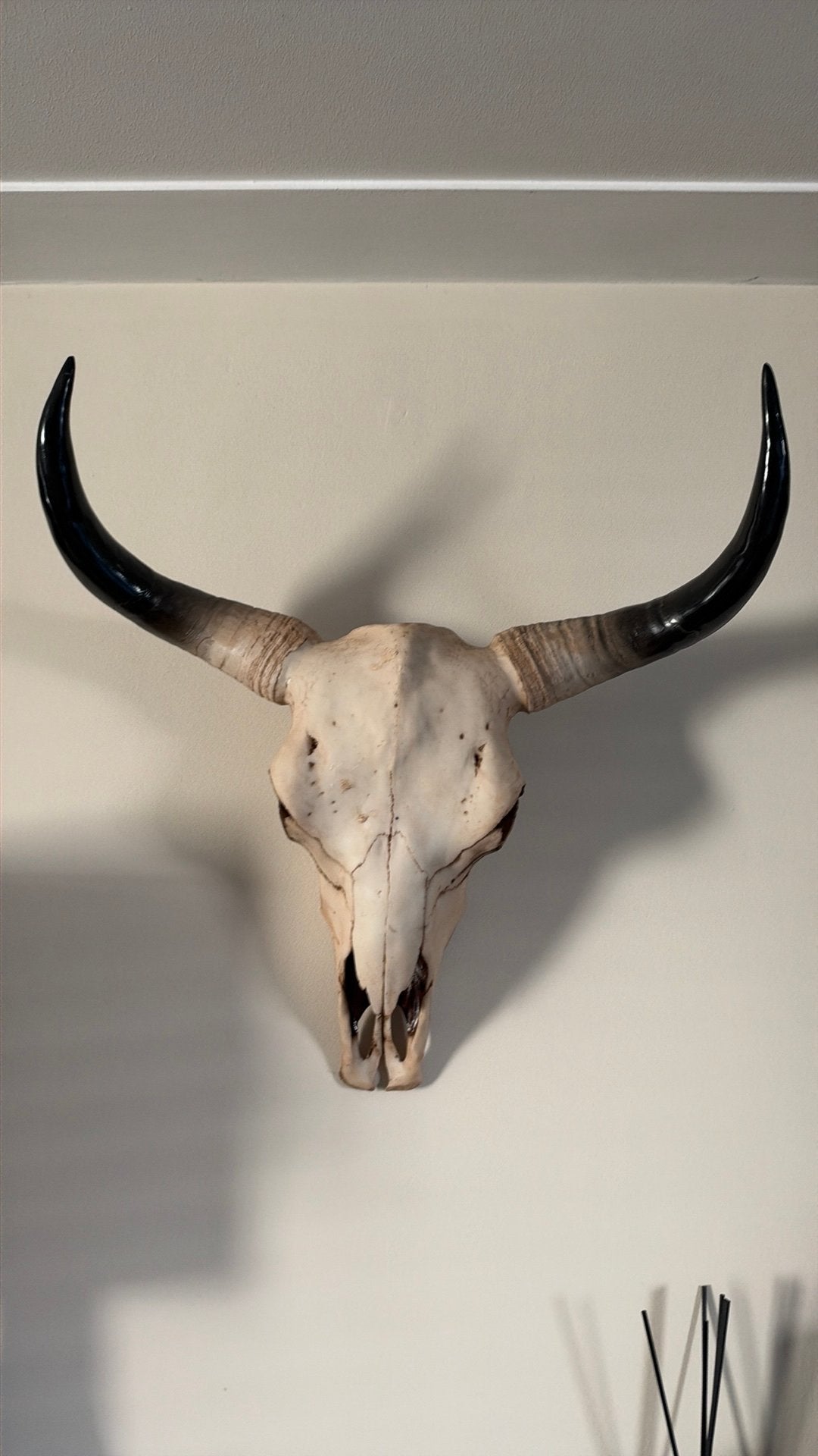 Mooie schedel van koe /rund/stier, Ophalen of Verzenden, Zo goed als nieuw