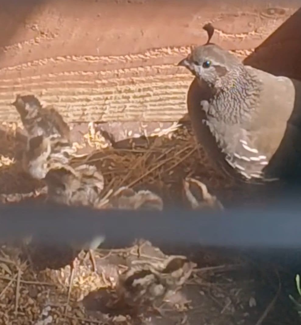 jonge californische kuifkwartels, Dieren en Toebehoren, Vogels | Overige Vogels, Geslacht onbekend