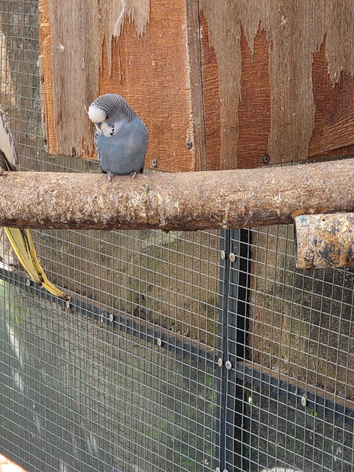 te koop aangeboden., Meerdere dieren, Parkiet