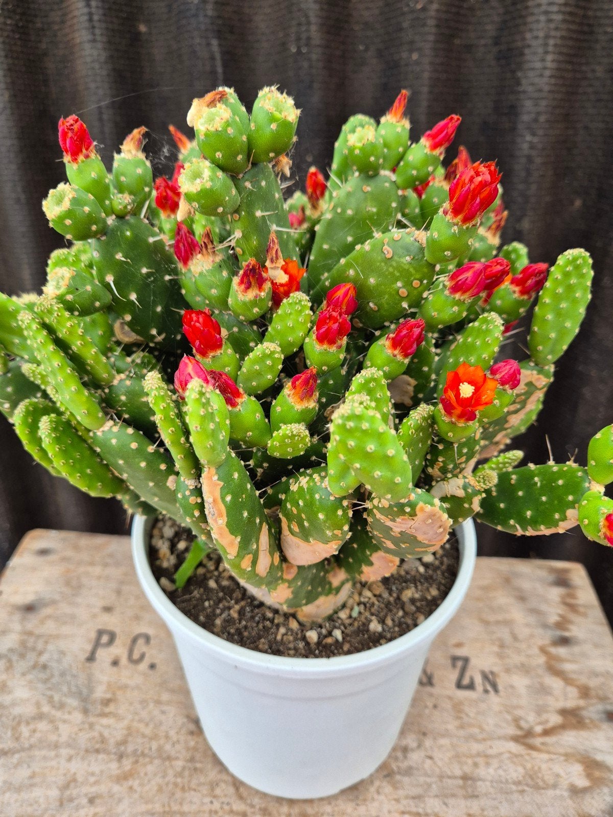 Opuntia Quitensis XXL p19 (3), Ophalen of Verzenden, Halfschaduw