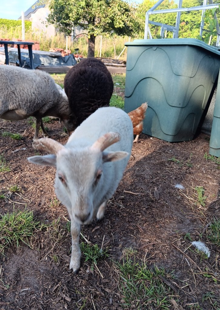 Ouessant, Dieren en Toebehoren, Schapen, Geiten en Varkens, Mannelijk, Schaap, 0 tot 2 jaar
