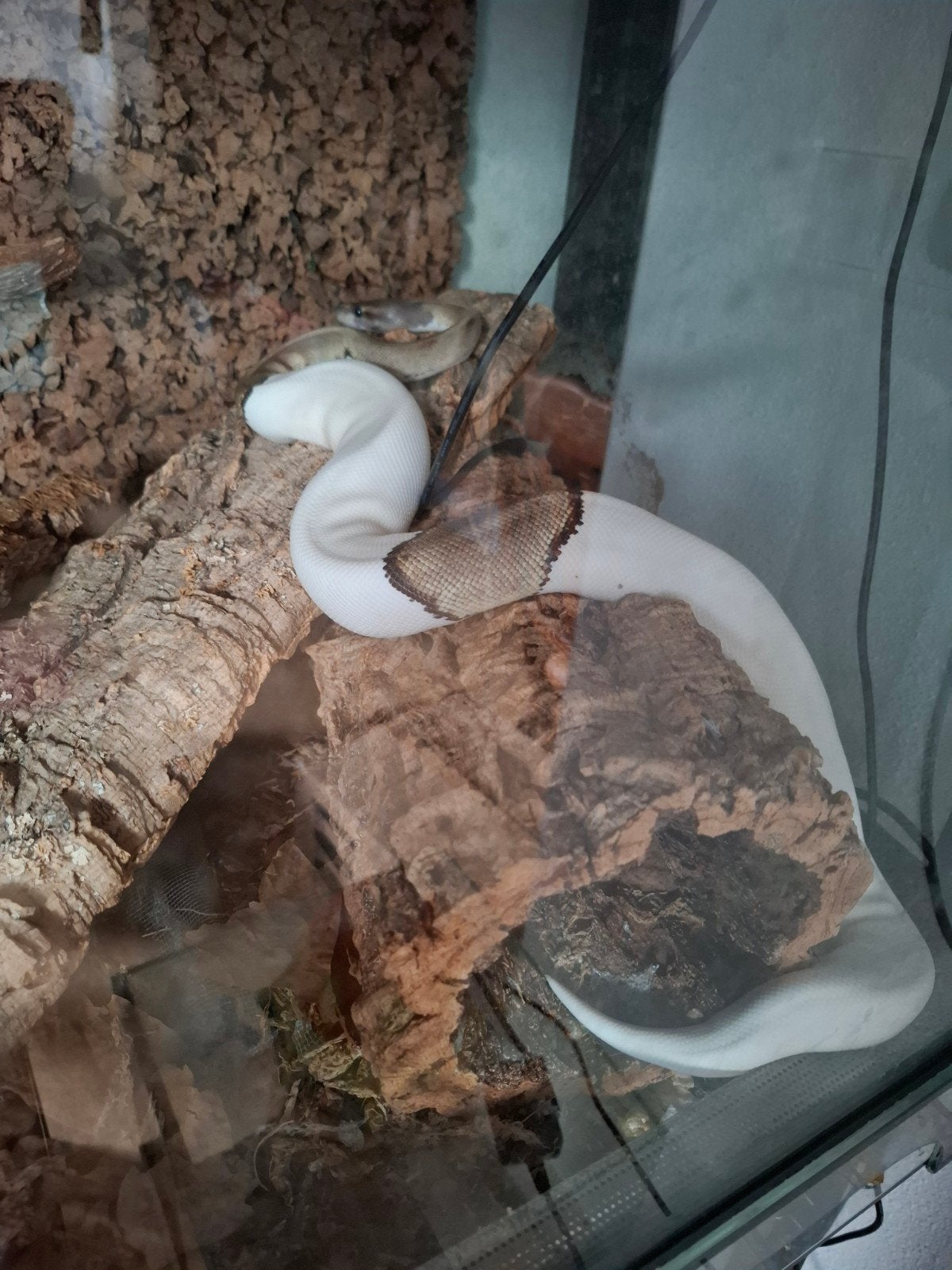 Koningspython vrouw Mojave Piebald 2019, Dieren en Toebehoren, Slang, Met terrarium, 3 tot 6 jaar