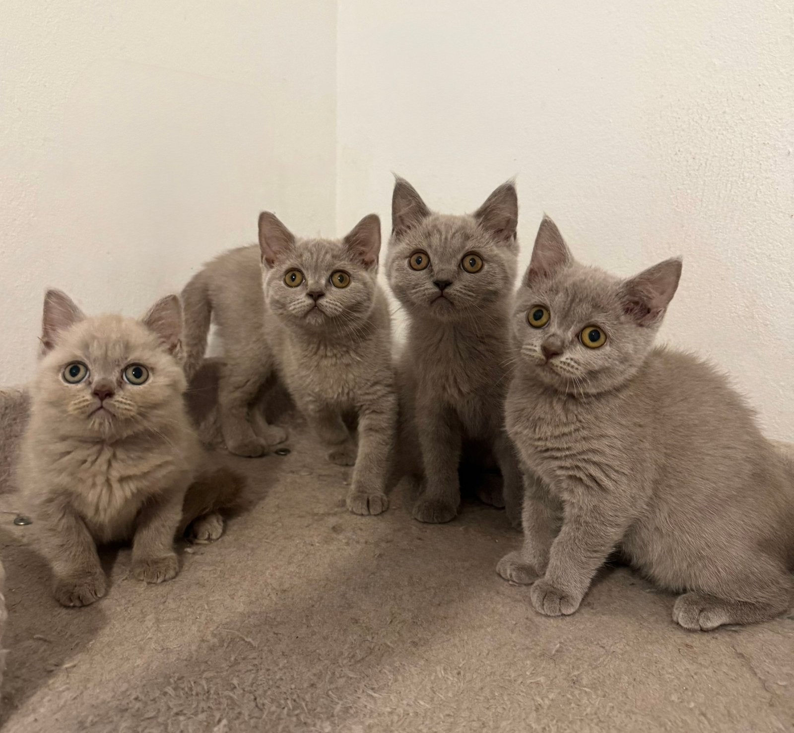 Britse korthaar kittens lilac, Meerdere dieren, Gechipt, 0 tot 2 jaar