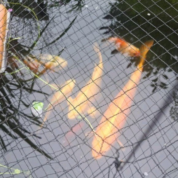 4 koi zoekt nieuw(groot) vijver, Karper of Koi