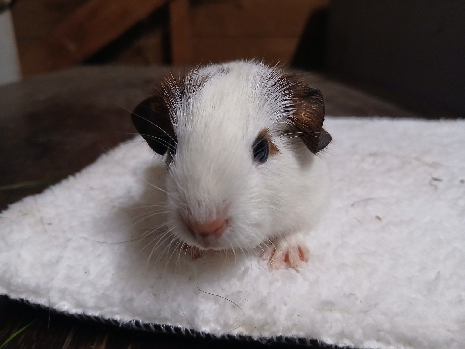 Zeugjes, Mei, Vrouwelijk, Cavia