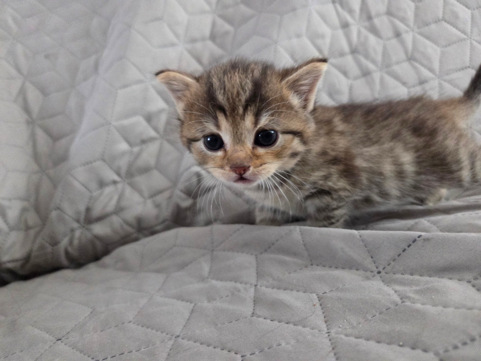 1 Poesje en 1 kater  kruising, Dieren en Toebehoren, Poes