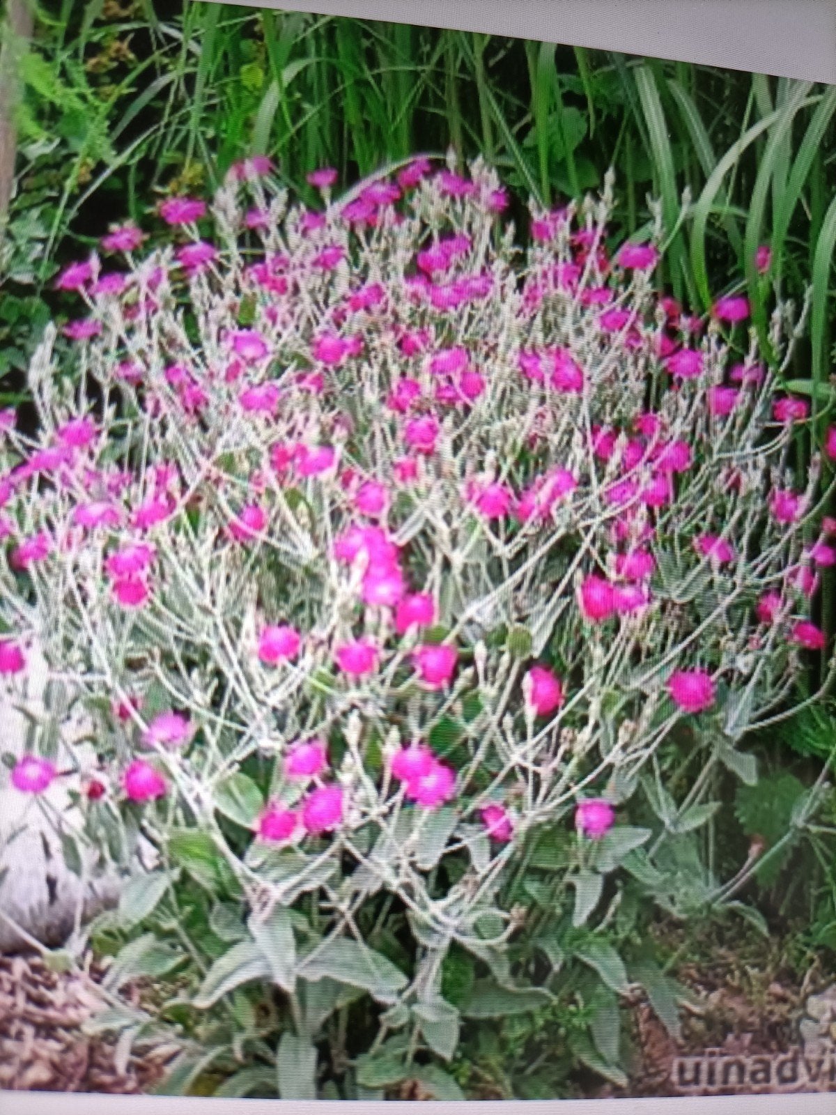 Prikneuzenplantjes € 0,50 per stuk., Volle zon, Vaste plant, Zomer, Ophalen