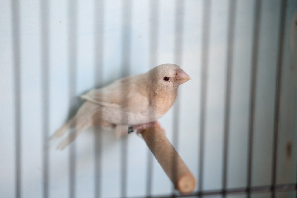jap meeuwen creme ino x split, Meerdere dieren, Tropenvogel, Geringd