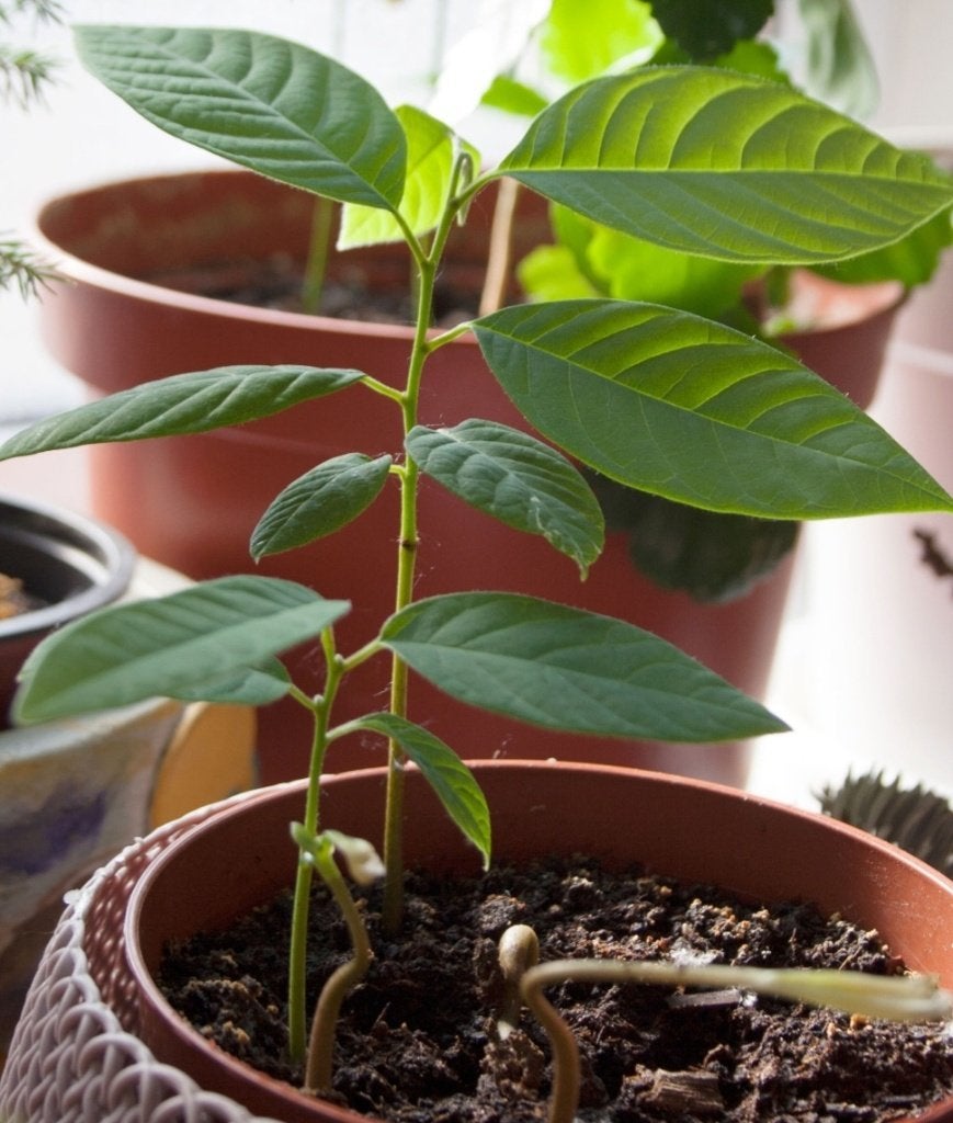 Cherimoya Jonge Boompjes -  Tropische exotische variant, Lente, Minder dan 100 cm, Volle zon, In pot